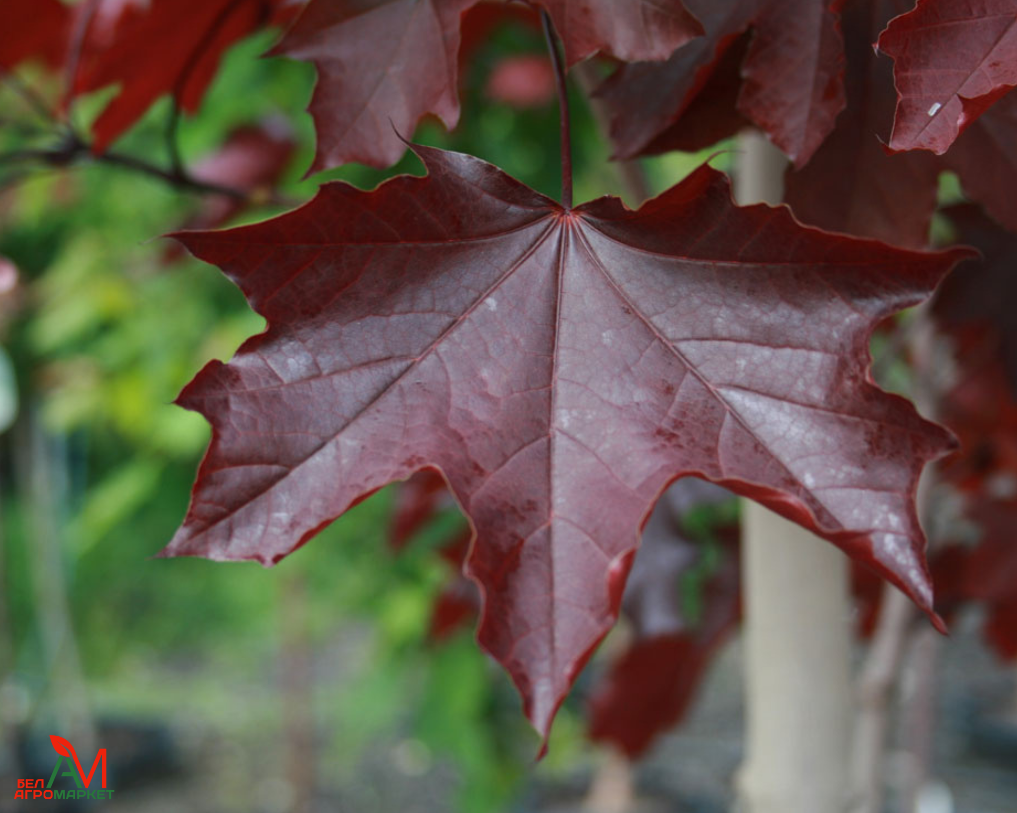 Ред клен. Клен остролистный Royal Red. Acer platanoides 'Royal Red'. Клен Фасенс Блэк. Клён ред Кинг.