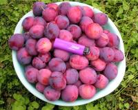 Слива "Скороспелка красная"