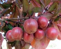 Слива краснолистная  "Писсарди"