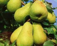 Груша колоновидная "Сладкая красавица"