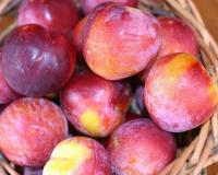 Слива "Королева Виктория"