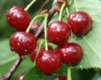 Вишня "Вянок"