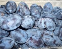 Слива "Стенли (Стенлей)"