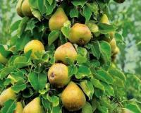 Груша колоновидная "Санреми"