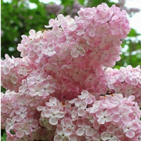 Сирень «Аделина» (Adelina)