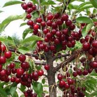 Вишня колоновидная "Кудрявая"