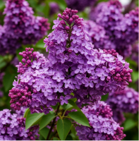 Сирень обыкновенная (Syringa vulgaris)