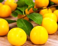 Слива "Вашингтон"