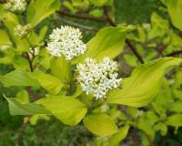 Дерен белый "Ауреа" (Aurea)