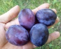 Слива "Синий гигант"