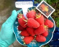Малина "Маравилла"