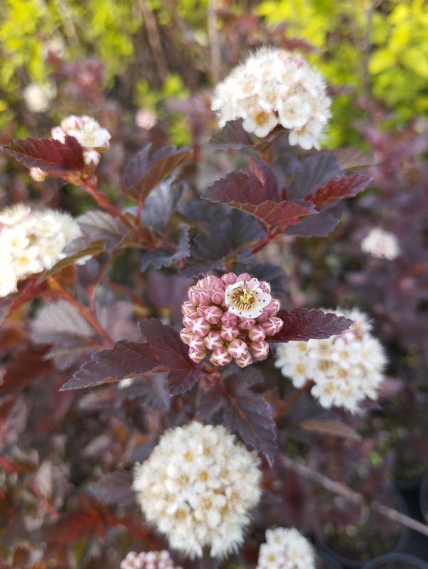 Обзор лучших декоративных кустарников для сада