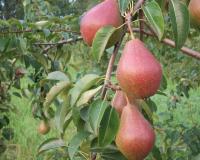 Груша колоновидная "Г-1"