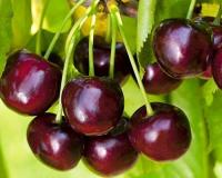 Вишня "Новодворская"