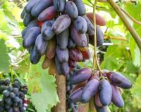 Виноград "КишМиш Черный палец"