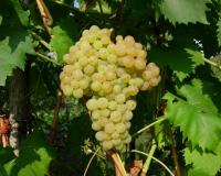 Виноград "КишМиш Белое пламя"