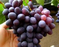 Виноград "КишМиш Юпитер"