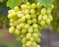 Виноград "КишМиш Столетие"