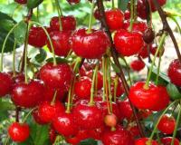 Вишня "Норд Стар ("Северная Звезда")"