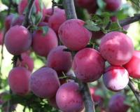 Слива "Орловская мечта"