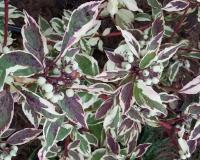 Дерен красный "Вариегата" (Variegata)