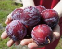 Слива "Аленушка"