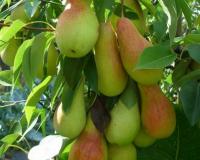 Груша колоновидная "Восторг"