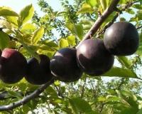 Слива "Анжелина"