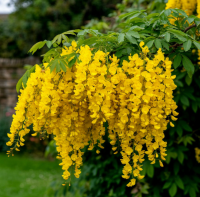 Бобовник "Лабурнум" (Laburnum)