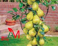 Груша колоновидная "Осенняя мечта"