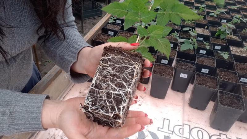 Саженцы с закрытой корневой системой: как правильно посадить