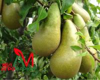 Груша колоновидная "Богатырь"