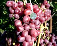 Виноград "КишМиш Запорожский"