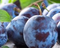 Слива "Блю Фри"