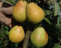 Груша колоновидная "Декора"