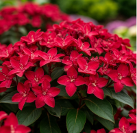 Вейгела гибридная «Ред Принц» (Weigela Red Prince)