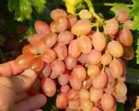 Виноград "КишМиш Лучистый"