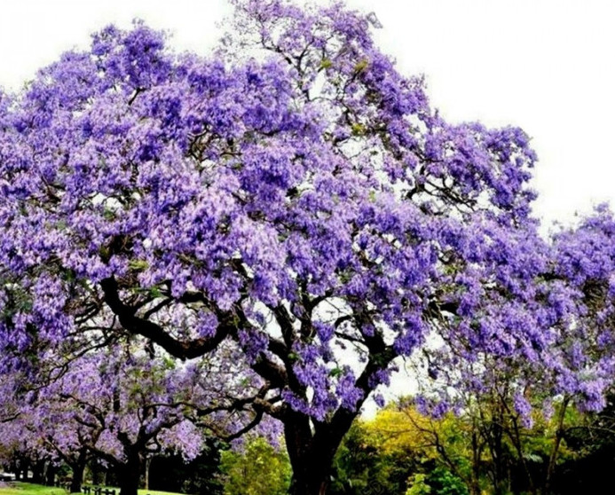 Павлония – дерево гигант невероятной красоты!