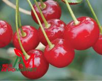 Вишня кустовая "Щедрая" 