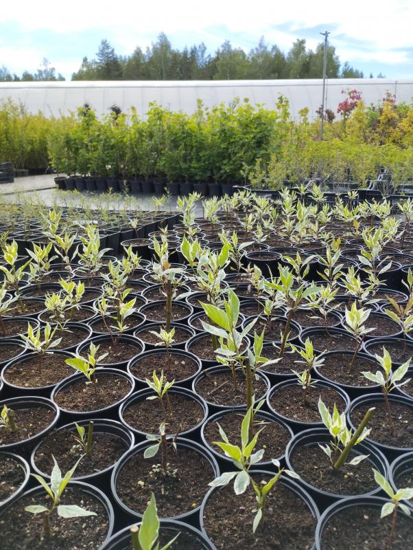 В чем преимущество саженцев в контейнерах