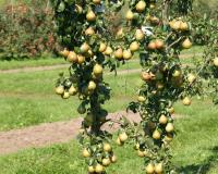 Груша колоновидная "Изумруд"