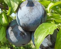 Слива "Блек Амбер"