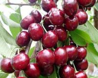 Вишня колоновидная "Королева"