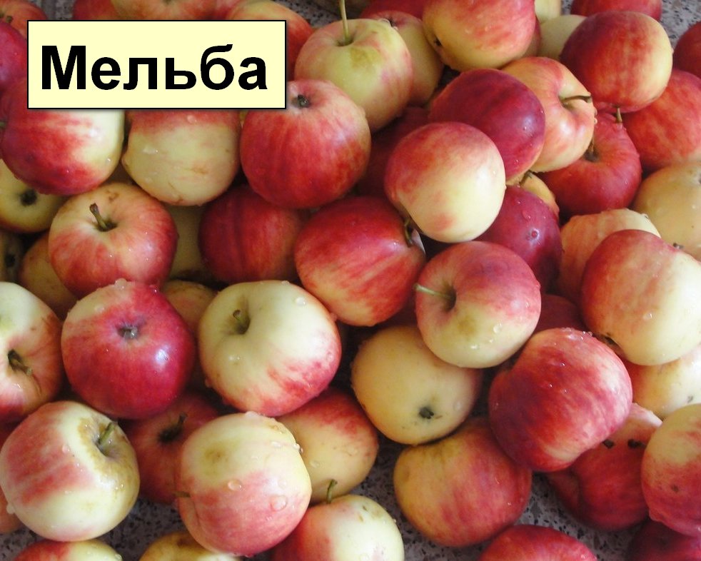 Яблоня Мелба, саженец 2-х летка, г/к в Киеве (Саженцы яблонь) - Садовый центр Гр