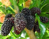 Шелковица "Черная Жемчужина"