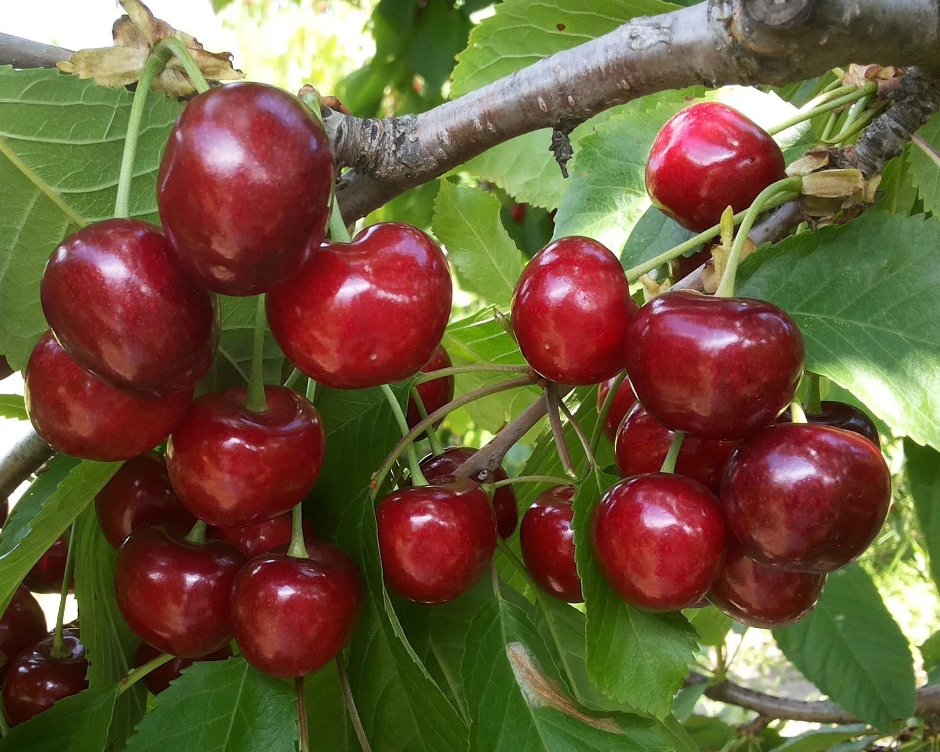 Черешня гигант ред. Черешня гигант ред (giant Red). Черешня гигант ВСЛ.