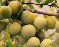 Слива "Ренклод"