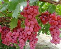 Виноград "КишМиш Мечта"