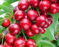 Вишня колоновидная "Малютка"