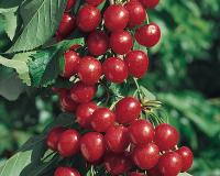 Вишня колоновидная "Восхищение"